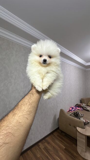 İtlər: Şpitz, 2 ay, Erkek, Peyvəndli, Ünvandan götürmə — 5