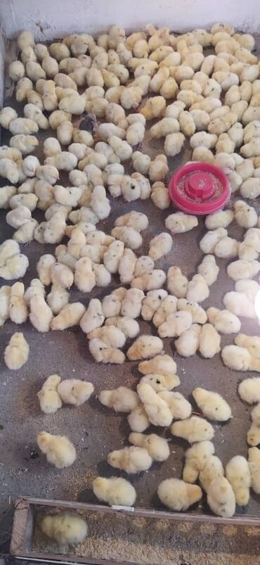 бойцовые птицы: Продаются цыплята хайлайн 90%петушки цена 30 сом адрес г ош. есть