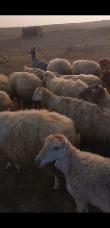 qoyun dərisindən kişi əlcəkləri: Dişi, il: 1, Ətlik, Damazlıq, Südlük, Ünvandan götürmə