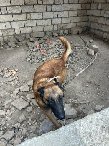 İtlər: Belçika çoban iti, 2 il, Erkek, Peyvəndli — 24