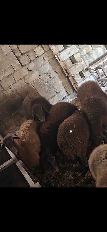 qoyun qiymetleri: Təcili! Qala Cinsi 5 Baş Damazlıq Heyvan sallanan qulag (Cins Qoç — 2