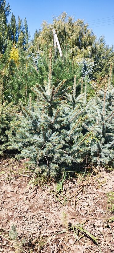Декоративные деревья: Саженцы деревьев: Ели, Бесплатная доставка — 17