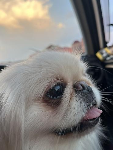 pekinez: Pekines, 1 il, Dişi, Ünvandan götürmə, Pulsuz çatdırılma — 3