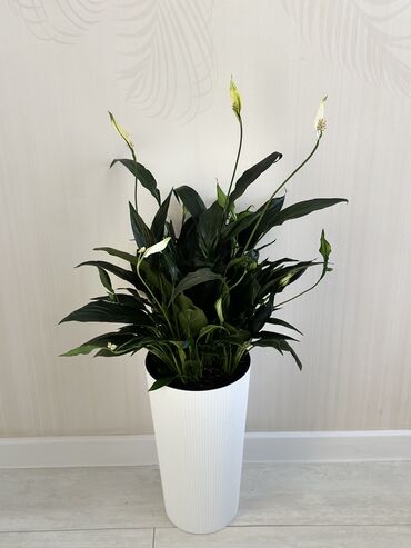 Другие комнатные растения: Комнатные цветы at lalafo.kg — 5 Другие комнатные растения: Комнатные цветы — 5