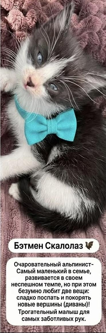 кунажын бишкек: Бишкек!!!! Три очаровательных котенка ищут дом 🐾 Дома уже 2 кошки и — 3
