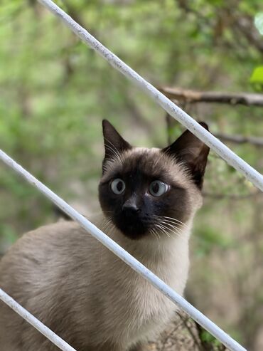 сиамский кот сколько стоит: Сиамская, 8 месяцев, Мальчик, Приучена к лотку