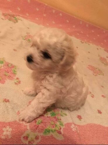 Psi: Rođeni smo 23. oktobra, dva puta smo očišćeni od parazita i primili na lalafo.rs — 8 Psi: Rođeni smo 23. oktobra, dva puta smo očišćeni od parazita i primili — 8