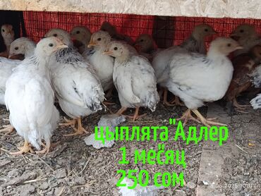 заяц живой: Продаю | Цыплята | Для разведения