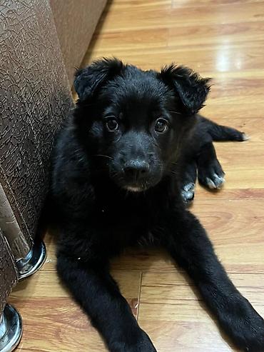 Отдам даром собаку: Собака даром: Дворняжка, 2 месяца, Самка — 7