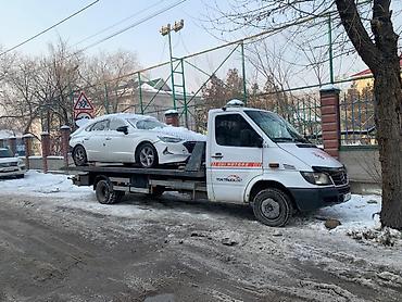 карышкыр фото: Көтөргүсү менен — 1