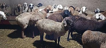 бараны беловодское: Продаю | Овца (самка) | На забой, Для разведения, Для шерсти | Матка — 3