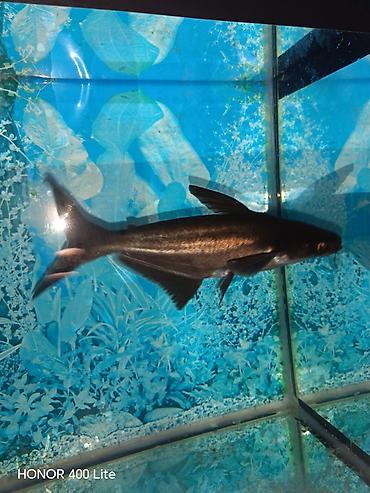 skalari: Akvaryum üçün iri ölçülü balıq – Pangasius (şark balığı) - Təxminən — 1
