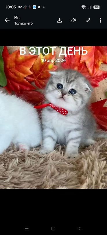 Pişiklər: Şotland — 3