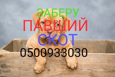 кочкор продаю: Сатып алам | Уйлар, букалар, Жылкылар, аттар | Күнү-түнү, Бардык шартта, Өзү алып кетүү