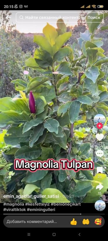 Ağaclar: Bağ bitkiləri – dekorativ ağac və kol sortları - Tulpan Maqnoliya — 2