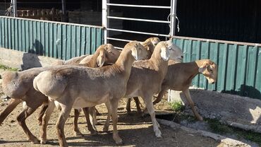 Бараны, овцы: Продаю | Ягненок, Баран (самец) | Арашан | На забой, Для разведения | Племенные