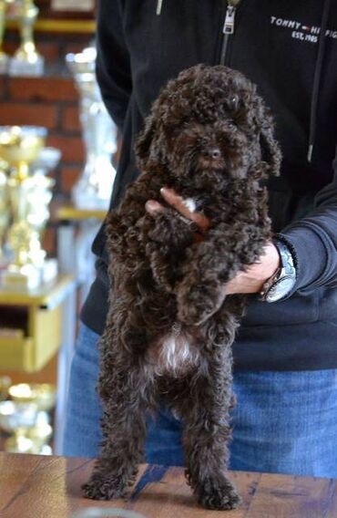 Psi: Lagotto Romagnolo štenci Odgajivačnica "Bellgotto" 7522 sa — 9