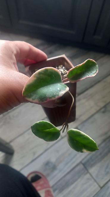 yolka zeri: Variegatlı Hoya (Hoya carnosa ‘Krimson Princess’) – dekorativ ev — 1