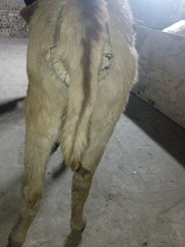 Другие с/х животные: Осёл рабочего ешек сатылат срочно улагы уйуру 💯💯💯 араба тартат жорго — 1