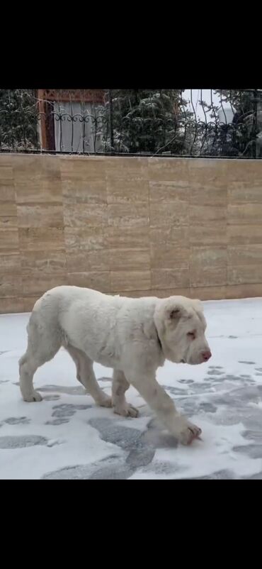 İtlər: Qurdbasar — 7