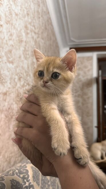 qızıl qaz: Qızıl şinşilla, Dişi