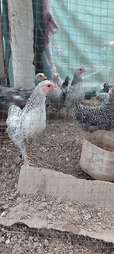 хомяк ош: Продаю цыплят 3х месячных,по 350с — 5
