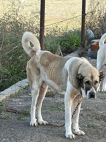 İtlər: Qurdbasar, 3 il, Erkək, Peyvəndli, Rayonlara çatdırılma — 6
