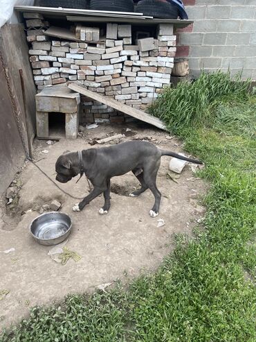 Собаки: Питбул тежеловес 7 месяцев пока тренируется потихоньку самый редкий