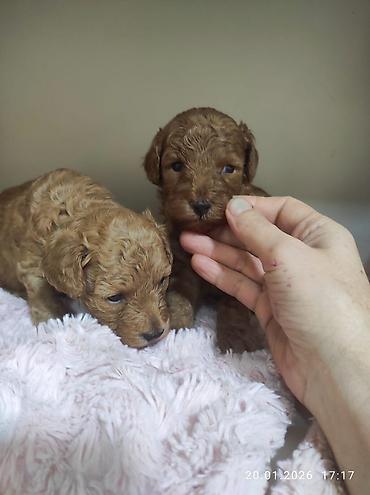 İtlər: Pudel — 13