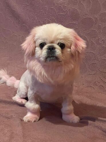 Akvarium aksessuar və ləvazimatları: Pekines