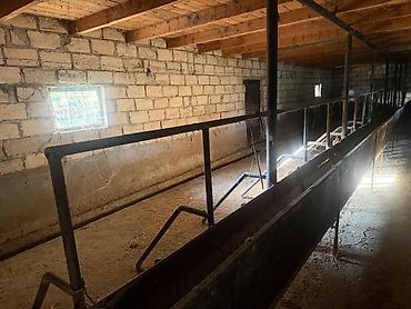 tap az ilkin odenissiz evler: 5 otaqlı, 380 kv. m, Kredit yoxdur, Yeni təmirli — 5