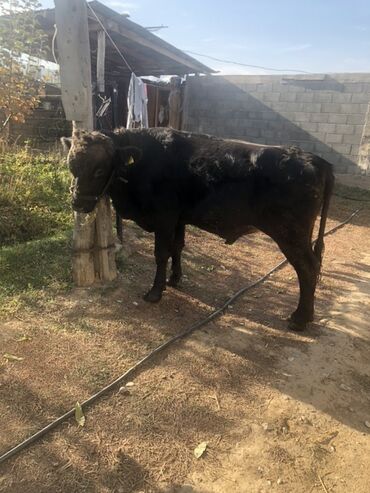 наполнитель для животных: Продаю | Бык (самец) | Швицкая | Для разведения | Искусственник