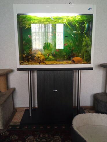 Рыбы: Заводской аквариум на 150 литров, полностью укомплектован декорации