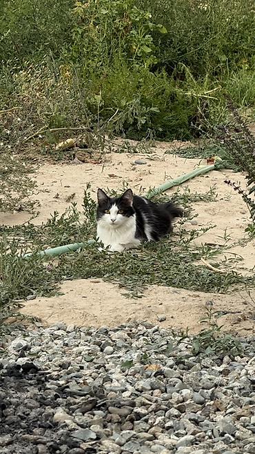 кобыла на забой: Кошка — черно-белая
Возраст : 1 год — 2
