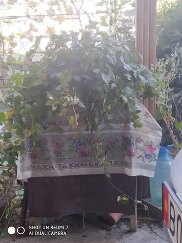 Декоративные цветы: Продаю: 1. Золотой Ус, большой. Цена за один корень 650 сом. — 11