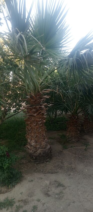suni palma: Пальмы