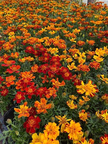 gul toxum satışı: Ağcaqovaq (Tagetes) – rəngarəng asterlər - Növ: Tagetes patula — 1