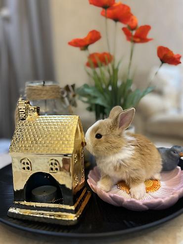 at satişi: 🐰Körpəlik halı belə şirindir! Cəmi 8 günlükdür 22 avqustdan satış — 7