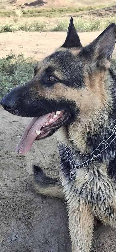 Продажа собак: ❗️❗️❗️❗️ВЯЗКА ❗️❗️❗️Восточно европейская овчарка .Сильный мощный — 10