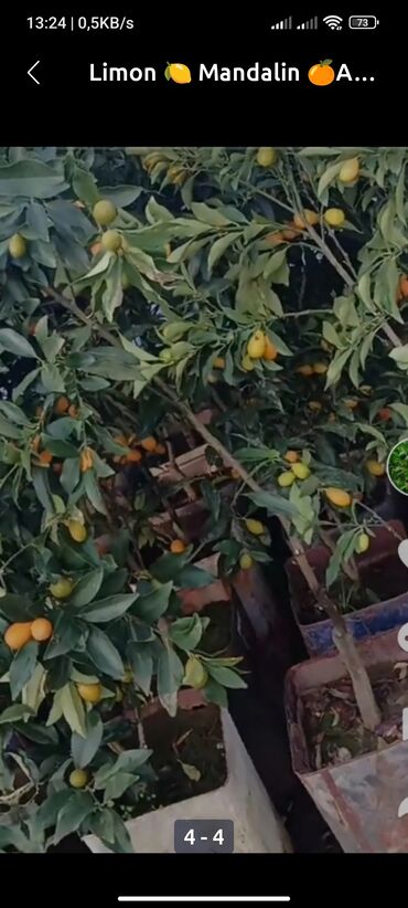 Quruducular: Her növ ağac Satılır müxtəlif növ sitrus bitkilərinin tingləri. Limon