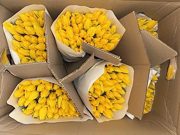 Букеты из живых цветов: Премиальные импортные тюльпаны Привозные тюльпаны лучшего качества — 12