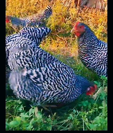 papuqay qus: 🐔 SAF CİNS PLYMOUTH AMROCK (Amrok) TOYUQLARININ DAMAZLIQ YUMURTALARI — 1