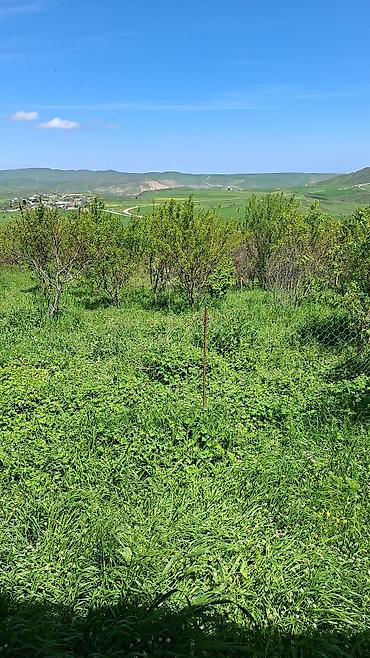 Torpaq sahələrinin satışı: 10 sot, Kənd təsərrüfatı, Mülkiyyətçi, Bələdiyyə — 3