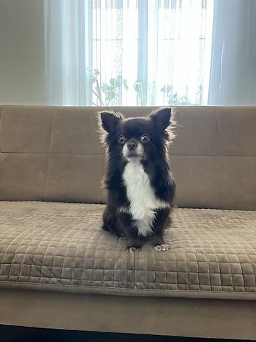 çöl iti: Çixuahua, 4 il, Erkək, Cütləşmə üçün, Ünvandan götürmə — 2