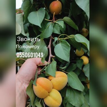 песка блок цена в Кыргызстан | КАМЕНЩИКИ, КЛАДЧИКИ: Сдаю абрикос, цена договорная