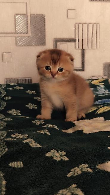 кошка веслоухий: Шотландский вислоухий котёнок (Scottish Fold) - Окрас: тёплый — 1