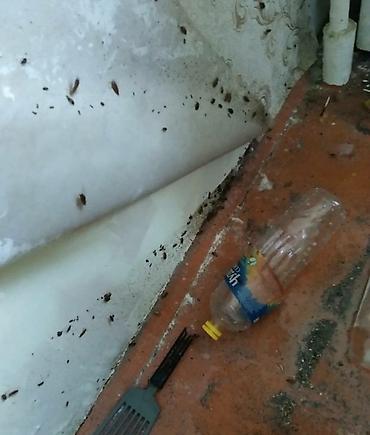 Дезинфекция, дезинсекция: Дезинфекция, дезинсекция, | Клопы, Блохи, Тараканы, | Транспорт, Офисы, Квартиры — 11