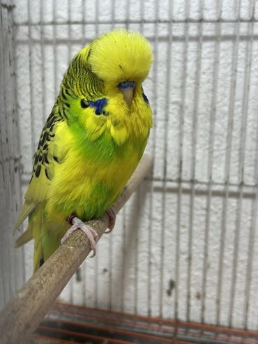 Tutuquşları: Çex və jumbo quşlar satılır Qiymətlər fərqlidir 30 azn 80 azn qədər — 10