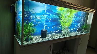 продажа аквариумных рыбок: Akvarium altlığıyla satılır. Uzunluğu 1m80 sm. Hündürlüyü 0.60sm.eni — 4