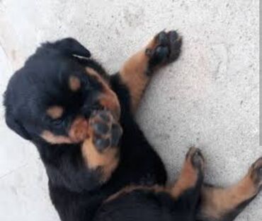 İtlər: Rotveyler — 6